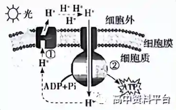 「生物」2023湖北省联盟高三摸底联考（新高考）试题及答案