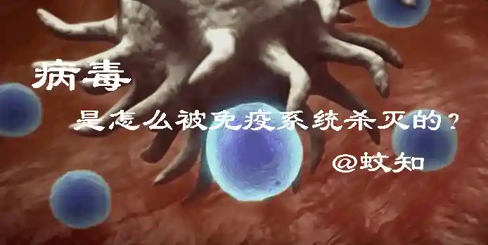 科普：病毒是怎样被人体免疫系统识别并消灭的？