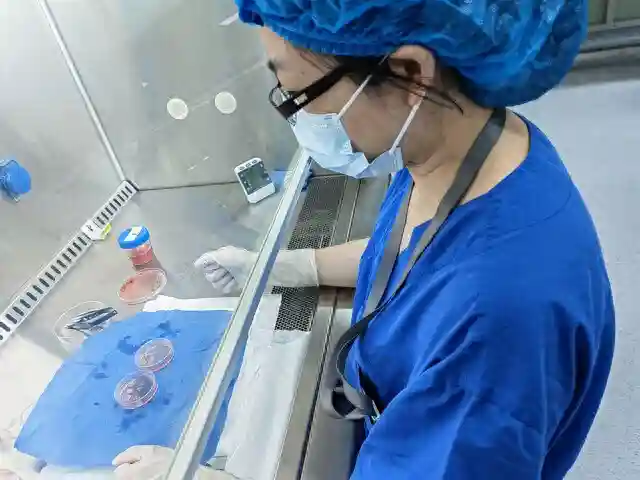 保存年轻肿瘤患者生育力，他们为近60人冻存卵巢组织