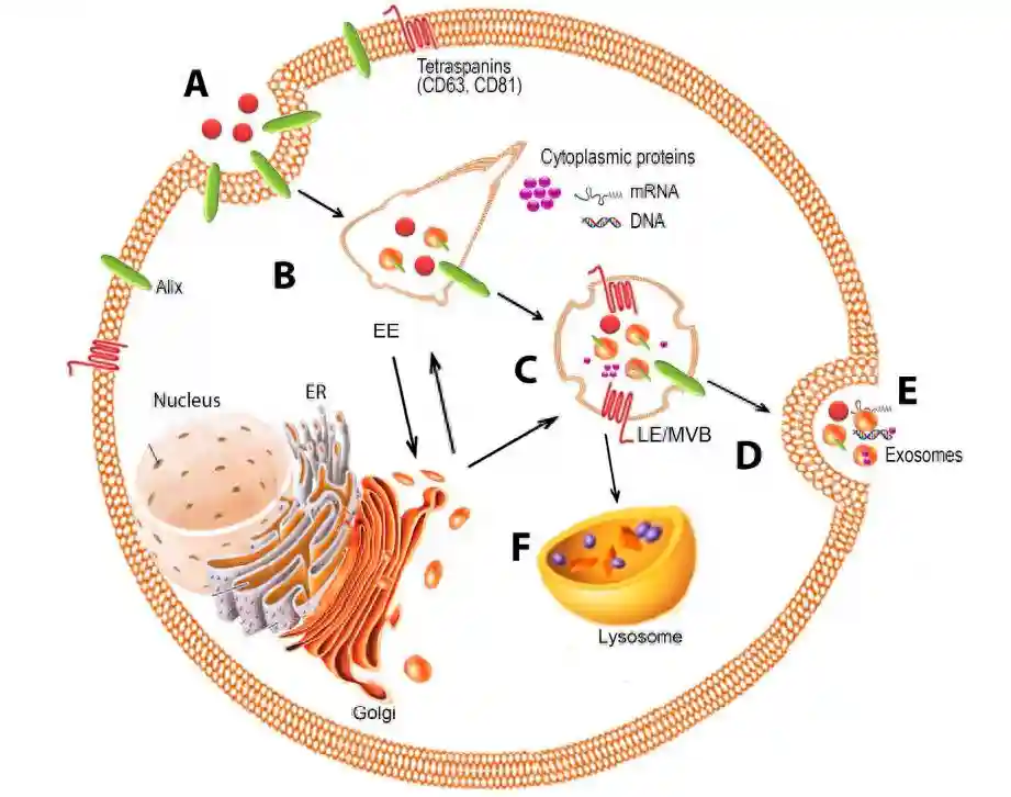 聊聊为什么外泌体能够在皮肤修复领域火爆出圈？