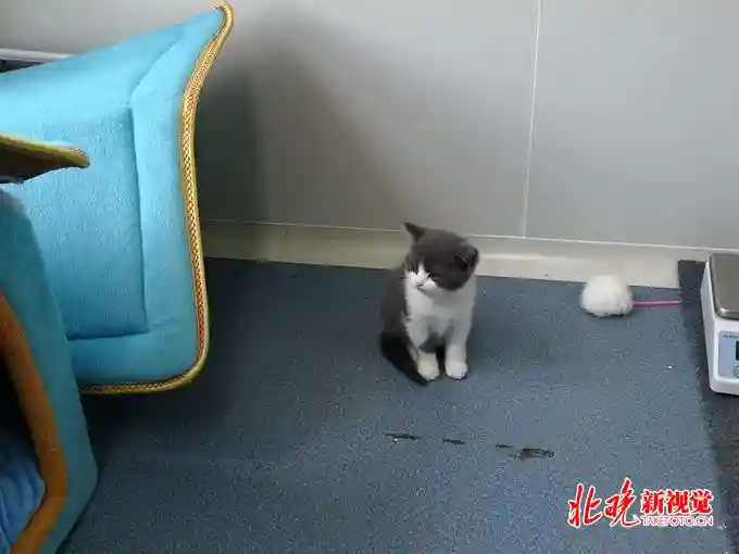 探访中国首只克隆猫“大蒜”，“父母”是块表皮，与本体有差异