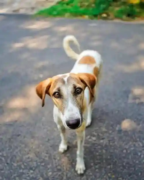 细胞存储，为爱宠保存一份生命“永久护照”