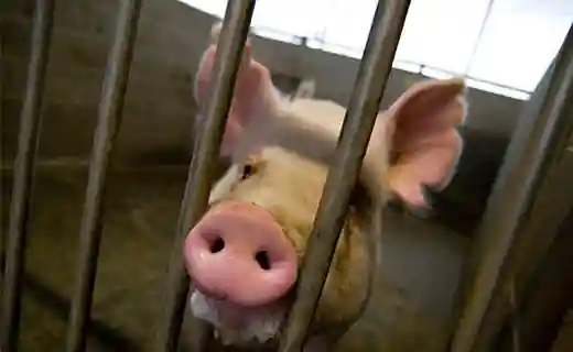 MIT：人兽嵌合体登上美国农场，器官定制与外界零距离接触