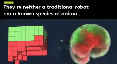 最新消息，全球首款机器人，不仅“有生命”还能“生孩子”