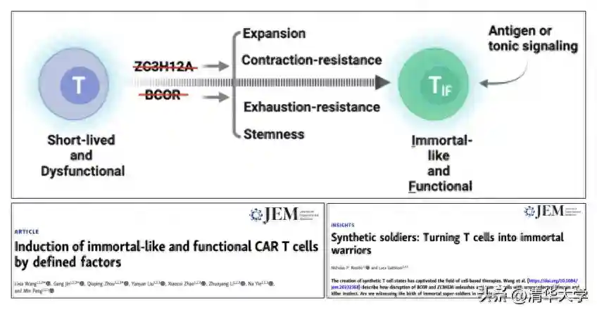 清华团队报道治愈哮喘的细胞疗法