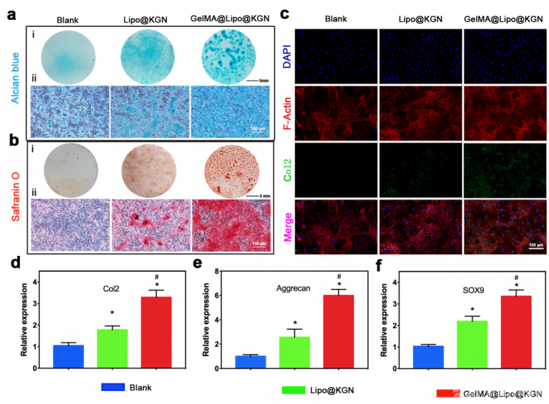 5药促进睾酮分泌，舒张微血管，抗氧化损伤，延缓海绵体萎缩衰老